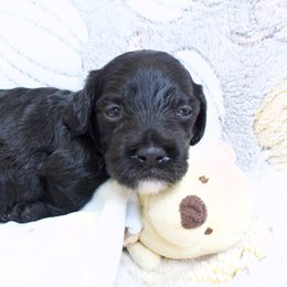 Tiana - Black and white female Cockapoo puppy in Bethlehem, Georgia from Darling Doodles
