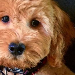 Double Doodles, Goldendoodles, and Labradoodles from Old Macs Doodles