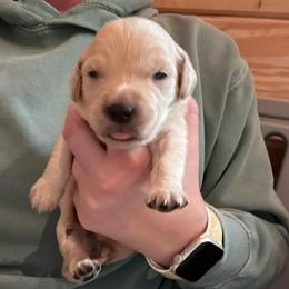 Mint - Light golden female Golden Retriever puppy in Hendersonville, North Carolina from Apple Country Retrievers