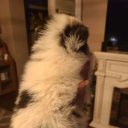 Pomeranians from Saving Grace Farms