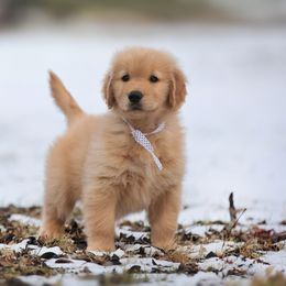 Golden Retriever Puppies from SUN-GOLDEN KENNELS