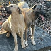 Kangals from Lisa Ingram's Kangals