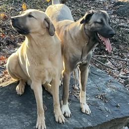 Kangals from Lisa Ingram's Kangals