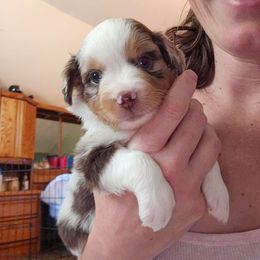 Gizmo - Red merle male Toy Australian Shepherd puppy in Powell Butte, Oregon from Willow Lane Ranch