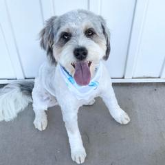 Max - Australian Mountain Doodle