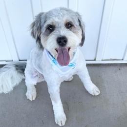 Max - Australian Mountain Doodle