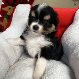 Stocking - Black & white male Miniature American Shepherd puppy in Tonasket, Washington from V5 Aussies