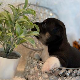 Salem - Black and tan male Chihuahua puppy in Seneca, Missouri from Stephanie’s Puppy Colony