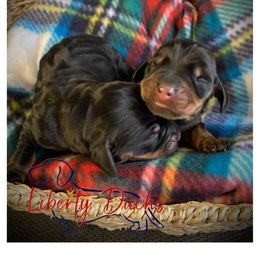 Girl 1 - Black and tan Dachshund puppy in New Caney, Texas from Liberty Dachs