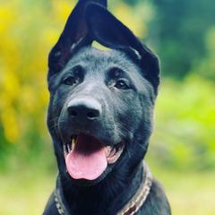 German Shepherd Puppies from Von Lambor German Shepherds