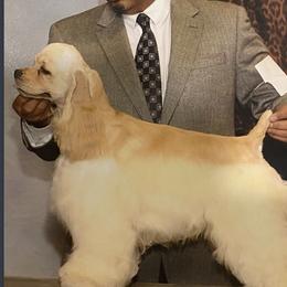 Matty - English Cocker Spaniel