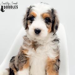 Fernando - male Australian Mountain Doodle puppy in Tipton, Indiana from Country Creek Doodles