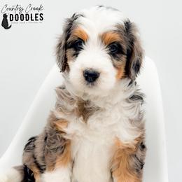 Fernando - male Australian Mountain Doodle puppy in Tipton, Indiana from Country Creek Doodles
