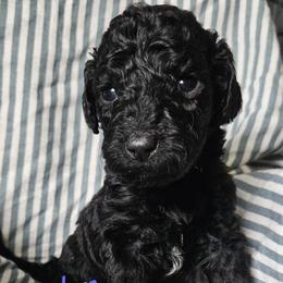 Vahn - Black male Goldendoodle puppy in Kansas City, Missouri from Poppy's Doodles