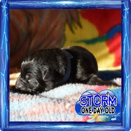 STORM - Black male German Shepherd puppy in Murrieta, California from Diamond Oaks German Shepherds