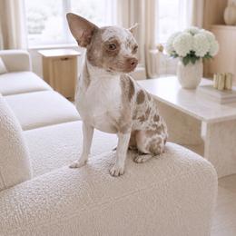 Smokey - Chihuahua