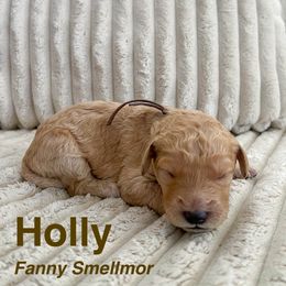 Goldendoodle Puppies from Double the Doodles