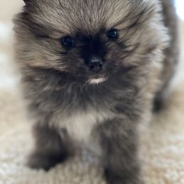 Pomeranian Puppies from Park Avenue Poms