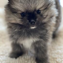 Pomeranian Puppies from Park Avenue Poms