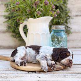 Door Bell - Tri-Roan male English Springer Spaniel puppy in Henderson County, North Carolina from Roan Creek Kennels