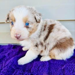 Rusty - Red merle male Australian Shepherd puppy in Charlotte, North Carolina from Awesome Aussies