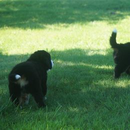 Bernese Mountain Dog Puppies from Lonesome Pine Farm