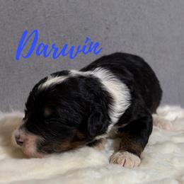 Darwin - Tri-color male Bernedoodle puppy in Battle Creek, Michigan from T-Rose’s Bernedoodle & Pomsky Puppies