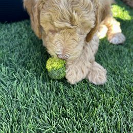 Goldendoodle Puppies from Golden Liberty Doodles