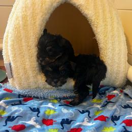 Lexi - Black and tan female Yorkshire Terrier puppy in Phil Campbell, Alabama from MagnoliaYorkies