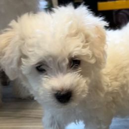 Bichon Frises from BichonSTL