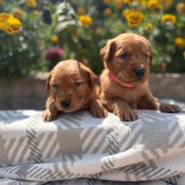 Girl 2 - Dark golden female Golden Retriever puppy in Marshfield, Missouri from Hilltop Kennel LLC