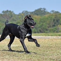 Ekko - Black male Cane Corso puppy in Little Elm, Texas from Zenith Cane Corso