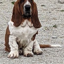 Basset Hound and Pembroke Welsh Corgi All Grown Up from 4 Sail Quarter Horses and Corgis