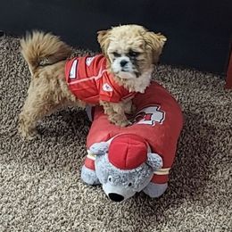 ScottDee - Shih Tzu
