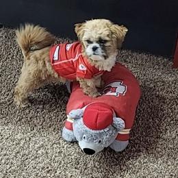 ScottDee - Shih Tzu