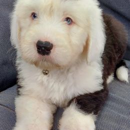 Old English Sheepdog Puppies from Sapphire Eyes Sheepdogs