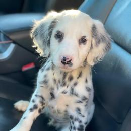 Dalmatian Puppies from Spotted Jewels Dalmatians