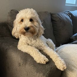 Kobie - Australian Labradoodle