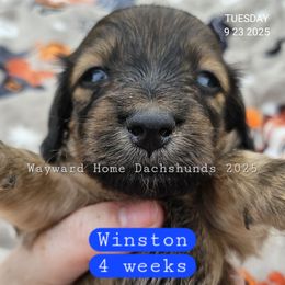Winston, formerly Slate - Cream male Dachshund puppy in Harrodsburg, Kentucky from Wayward Home Dachshunds