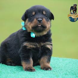 Vasha - Black and mahogany female Rottweiler puppy in Uniontown, Alabama from CedarBluff Rottweilers