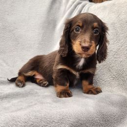 Judy - Chocolate and tan female Dachshund puppy in Trenton, Florida from Kings Dachshunds