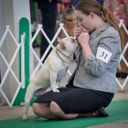 Boston Terrier and French Bulldog Puppies from JohnLee’s Boston’s and French Bulldogs