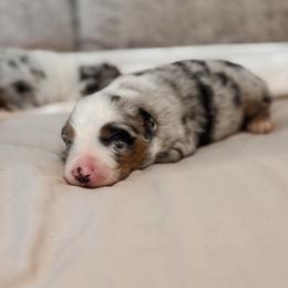 Balu AKC - Blue merle male Australian Shepherd puppy in Polk City, Florida from Skaky Shepherds