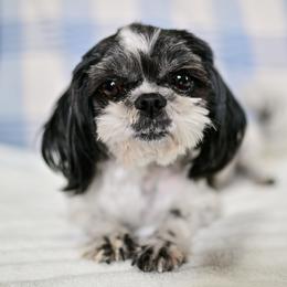 Trolli - Shih Tzu
