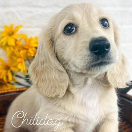 Dachshund Puppies from Chilidog Dachshunds