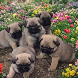 Pug Puppies from Pugs R Us