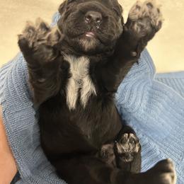 Light Blue Male is reserved - Black male Portuguese Water Dog puppy in Des Moines, Iowa from Stacy's PWD Portuguese Water Dogs