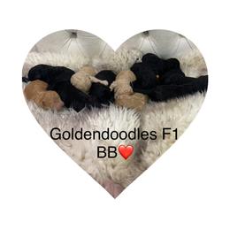 Goldendoodle and Poodle Puppies from Goldendooddle  /Gardy 🐾🐾