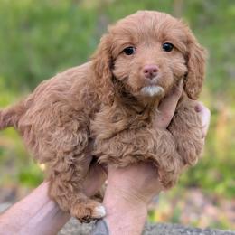 Lily - Red female Cavapoo puppy in Coshocton, Ohio from Forever Family Puppies