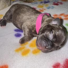 French Bulldog Puppies from jack & Ruby's Frenchies